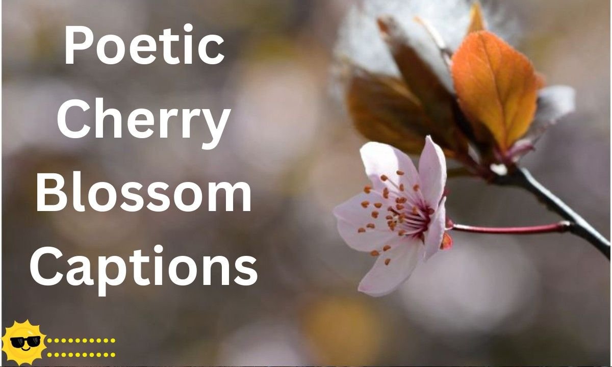 Beautiful and poetic cherry blossom captions for Instagram, capturing the elegance and fleeting beauty of spring blooms.